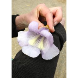 Storblomstret Blklokketr