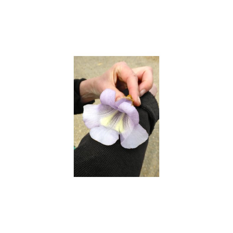 Storblomstret Blklokketr