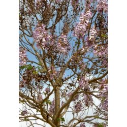 Storblomstret Blklokketr