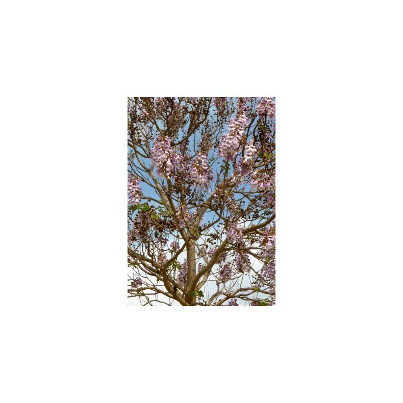 Storblomstret Blklokketr