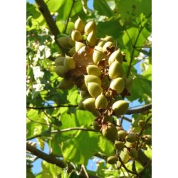 Storblomstret Blklokketr