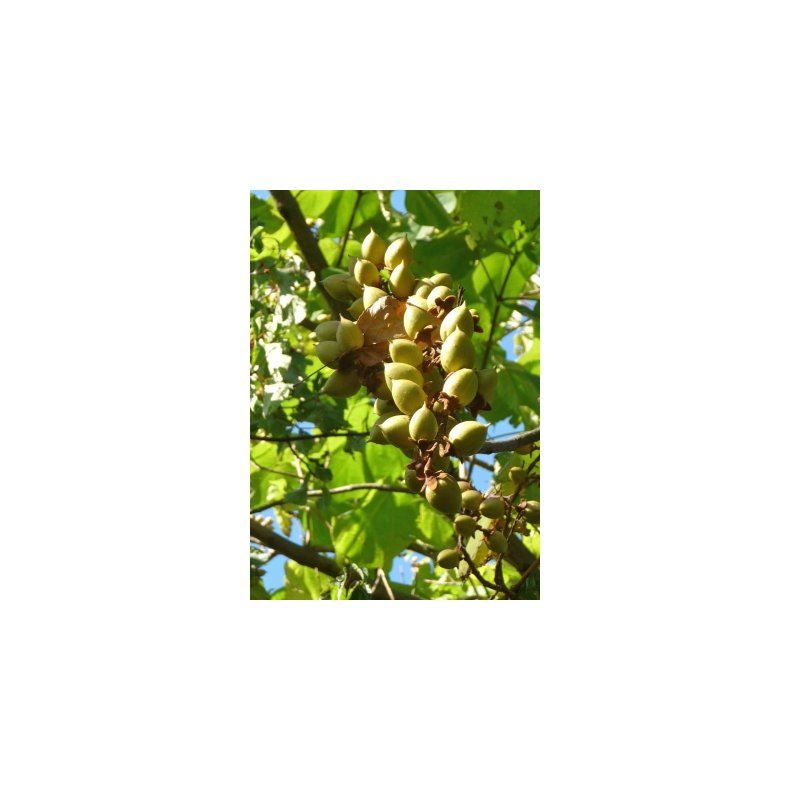 Storblomstret Blklokketr