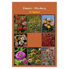Frst - Zinnia