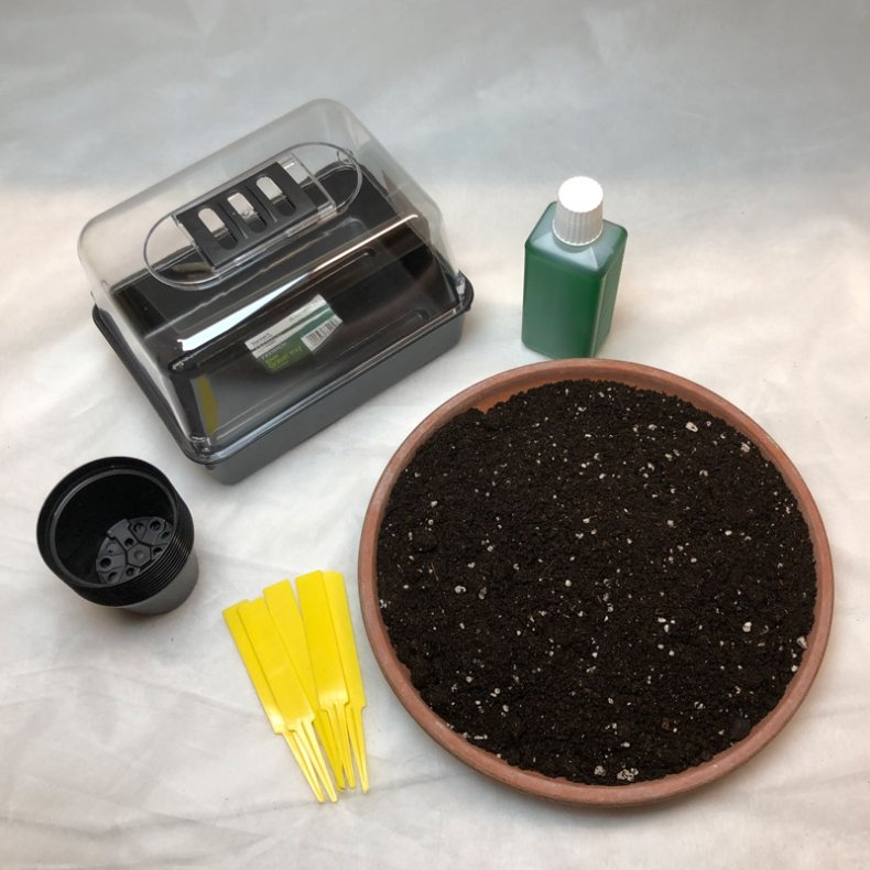 Dyrkningsst<br/>Vinterhrdfre Palmer