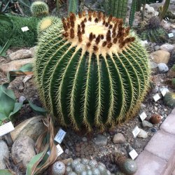 Dyrkningsst 9<br/>Kaktus / Sukkulent