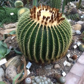 Dyrkningsst 9<br/>Kaktus / Sukkulent