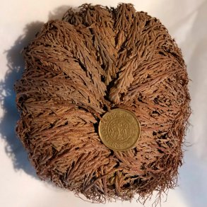 Jeriko Rose - GIGANT lev.  i hvid gaveske