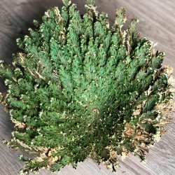 Jeriko Rose - GIGANT lev.  i hvid gaveske