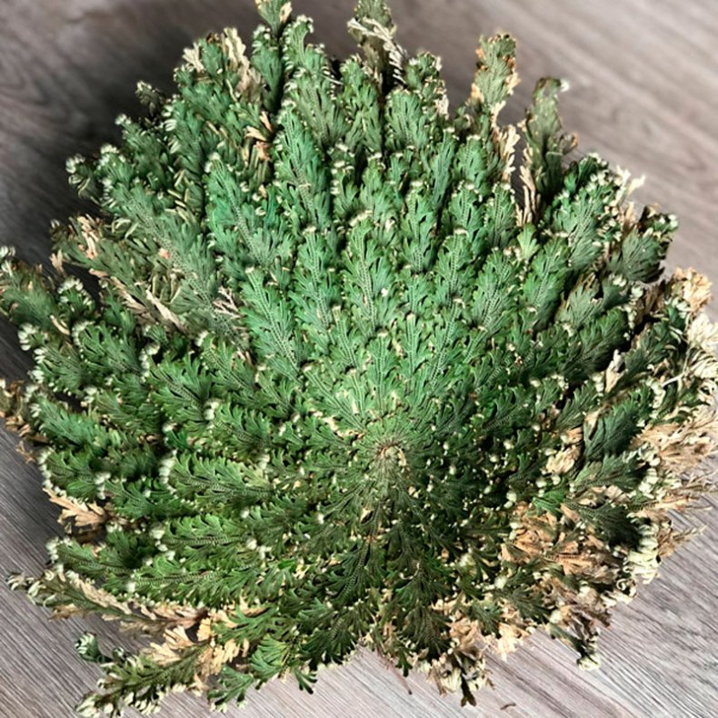 Jeriko Rose - GIGANT lev.  i hvid gaveske