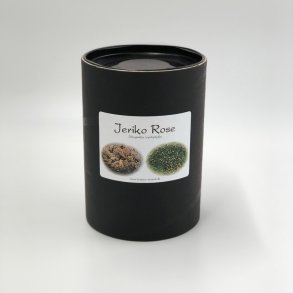 Jeriko Rose - 1 stk. <br /> Leveres i gaveske
