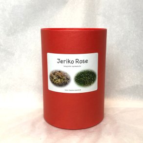 Jeriko Rose - 1 stk. + 2 stk. mini i rd gaveske