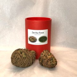 Jeriko Rose - 1 stk. + 2 stk. mini i rd gaveske