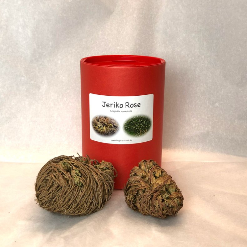 Jeriko Rose - 1 stk. + 2 stk. mini i rd gaveske