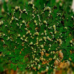 Jeriko Rose - 2 stk. <br/> Leveres i gaveske