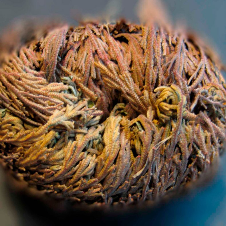 Jeriko Rose - 2 stk. <br/> Leveres i gaveske