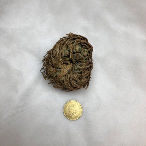 Jeriko Rose - 1 Mini