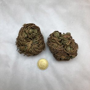 Jeriko Rose - 2 Mini