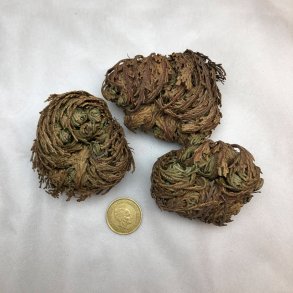 Jeriko Rose - 3 Mini