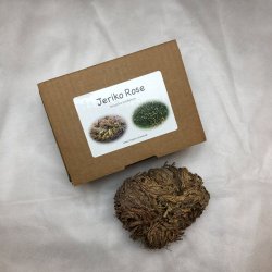 Nostalgi Jeriko Rose - 1 stk. 7 cm i en brun gaveske