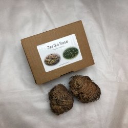 Nostalgi Jeriko Rose - 2 stk. Mini i en brun gaveske