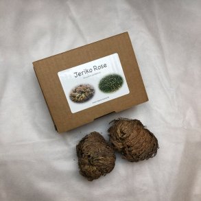 Nostalgi Jeriko Rose - 2 stk. Mini i en brun gaveske