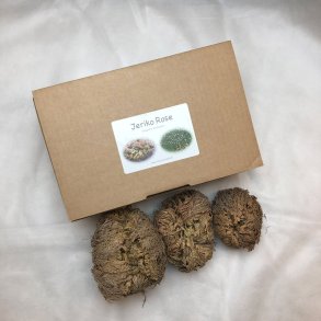 Nostalgi Jeriko Rose - 3 stk. - TRIO - i en brun gaveske