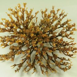 Rose of Jericho - 1 stk. XXL <br /> Leveres i gaveske