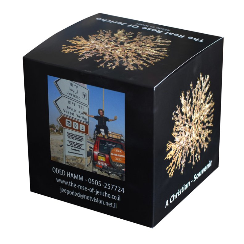 Rose of Jericho - 1 stk. XXL <br /> Leveres i gaveske