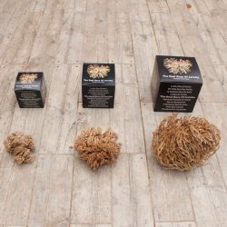 Rose of Jericho - 1 stk. XXL <br /> Leveres i gaveske