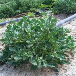 Rose of Jericho - 1 stk. XXL <br /> Leveres i gaveske