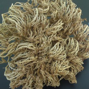 Rose of Jericho - 1 stk. L <br /> Leveres i gaveske