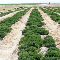 Rose of Jericho - 1 stk. XXL <br /> Leveres i gaveske