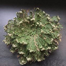 Jeriko Rose - 3 Mini