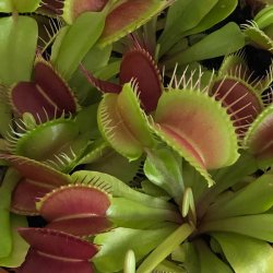 Carnivore-Dyrkningsst <br/> Venus Flueflde <br/> Vlg selv