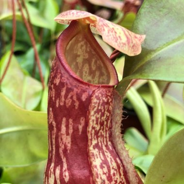 Frø af andre Kødædere