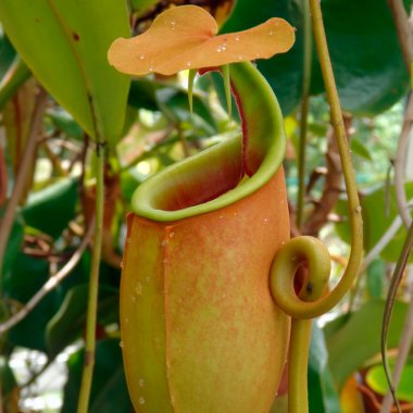 Kødædere: Dyrkningssæt