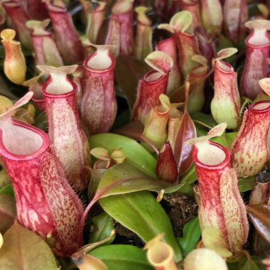 Kødædere: Frøsæt