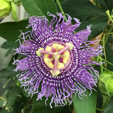 Passionsblomster
