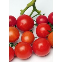 MiniPlante <br /> Hngetomat Tumbling Tom F1