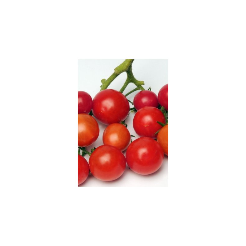 MiniPlante <br /> Hngetomat Tumbling Tom F1