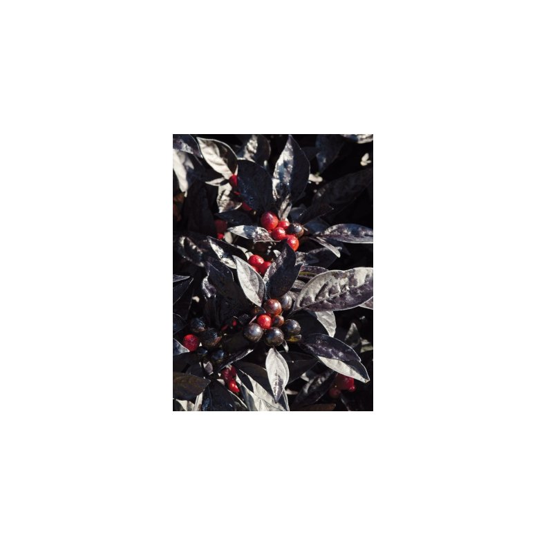 MiniPlante <br /> Chili Black Pearl F1