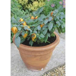 MiniPlante <br /> Peberfrugt Mohawk F1