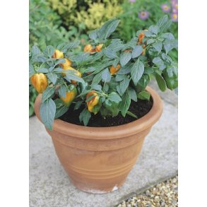 MiniPlante <br /> Peberfrugt Mohawk F1