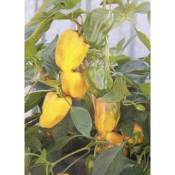 MiniPlante <br /> Peberfrugt Mohawk F1