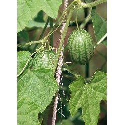 MiniPlante <br /> Potte-OlivenAgurk Solana