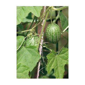 MiniPlante <br /> Potte-OlivenAgurk Solana