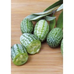 MiniPlante <br /> Potte-OlivenAgurk Solana