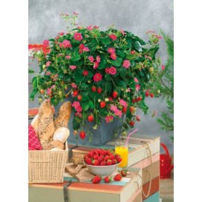 MiniPlante <br /> Jordbr Toscana F1