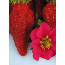 MiniPlante <br /> Jordbr Toscana F1