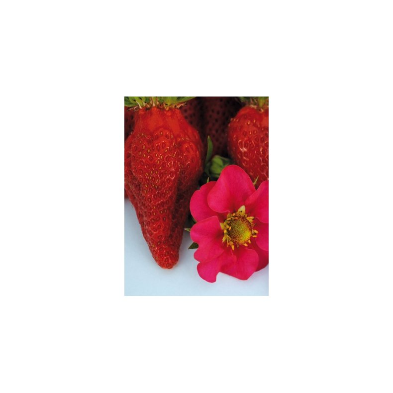 MiniPlante <br /> Jordbr Toscana F1